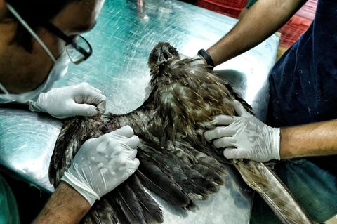 Ein Greifvogel wird in der Vogelklinik in Indien behandelt