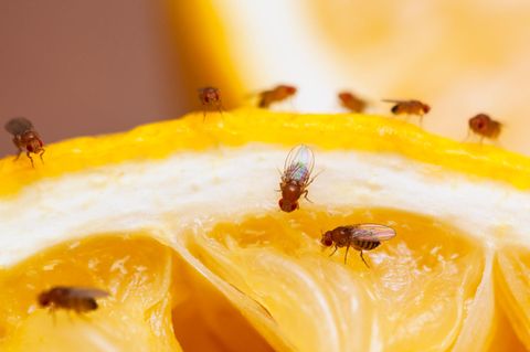 Fruchtfliegen vertreiben: So hilft Ihnen ein Weinkorken