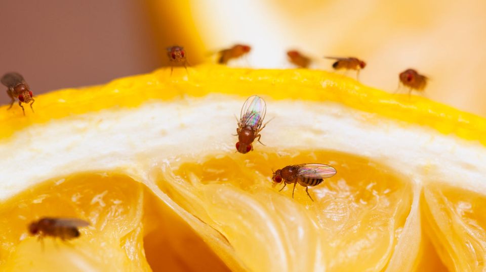 Fruchtfliegen vertreiben: So hilft Ihnen ein Weinkorken Fruchtfliegen vertreiben: So hilft Ihnen ein Weinkorken