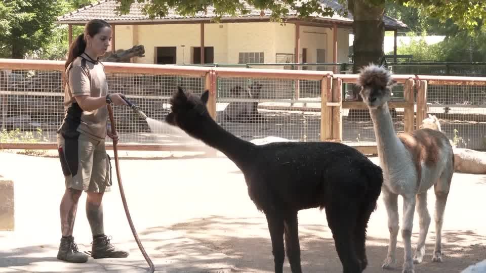 Video: Es wird wieder tierisch heiß Video: Es wird wieder tierisch heiß
