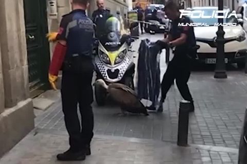 Video: Weiß der Geier, warum?