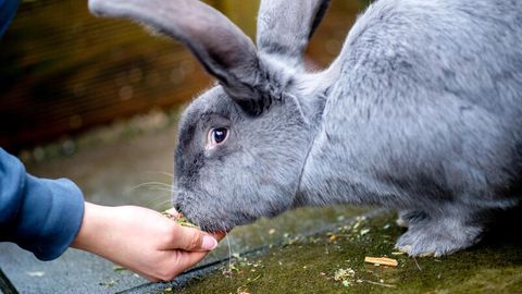 Ein Kaninchen wird in einem Tierheim gefüttert