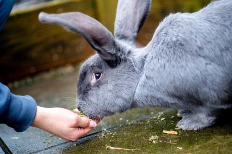Ein Kaninchen wird in einem Tierheim gefüttert