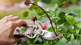 Gartenarbeit im August: Frau schneidet eine Rose