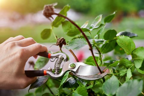 Gartenarbeit im August: Frau schneidet eine Rose