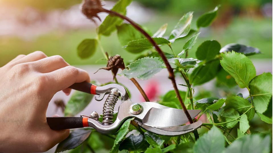 Gartenarbeit im August: Frau schneidet eine Rose