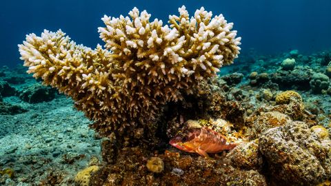 Die Korallenart Acropora sorgt für eine Erholung des Great Barrier Reefs