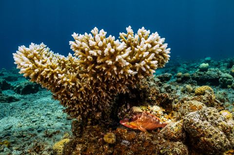 Die Korallenart Acropora sorgt für eine Erholung des Great Barrier Reefs
