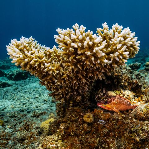 Die Korallenart Acropora sorgt für eine Erholung des Great Barrier Reefs