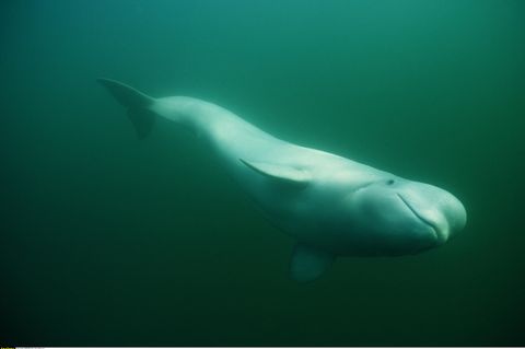 Belugawale sind in kalten, arktischen Gewässern heimisch und können bis zu 4,5 Meter lang werden (Symbolbild)