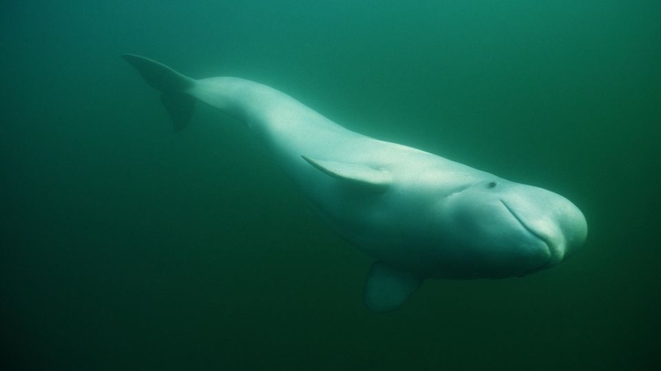 Belugawale sind in kalten, arktischen Gewässern heimisch und können bis zu 4,5 Meter lang werden (Symbolbild)