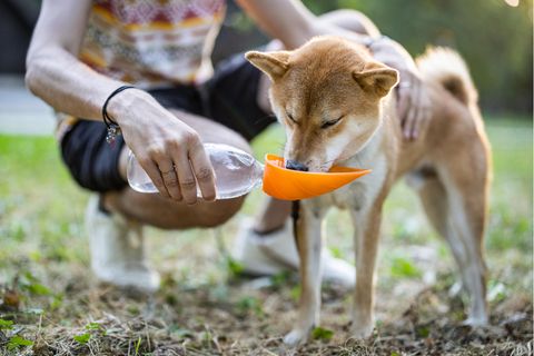 Ein Hund trinkt Wasser aus einer Flasche