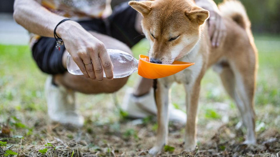 Ein Hund trinkt Wasser aus einer Flasche