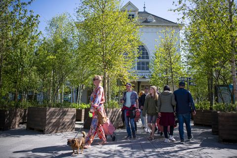 Bäume in Kästen stehen in Leeuwarden. Menschen spazieren an ihnen vorbei.