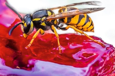 Deutsche Wespe (Vespula germanica) auf einem Stueck Himbeerkuchen