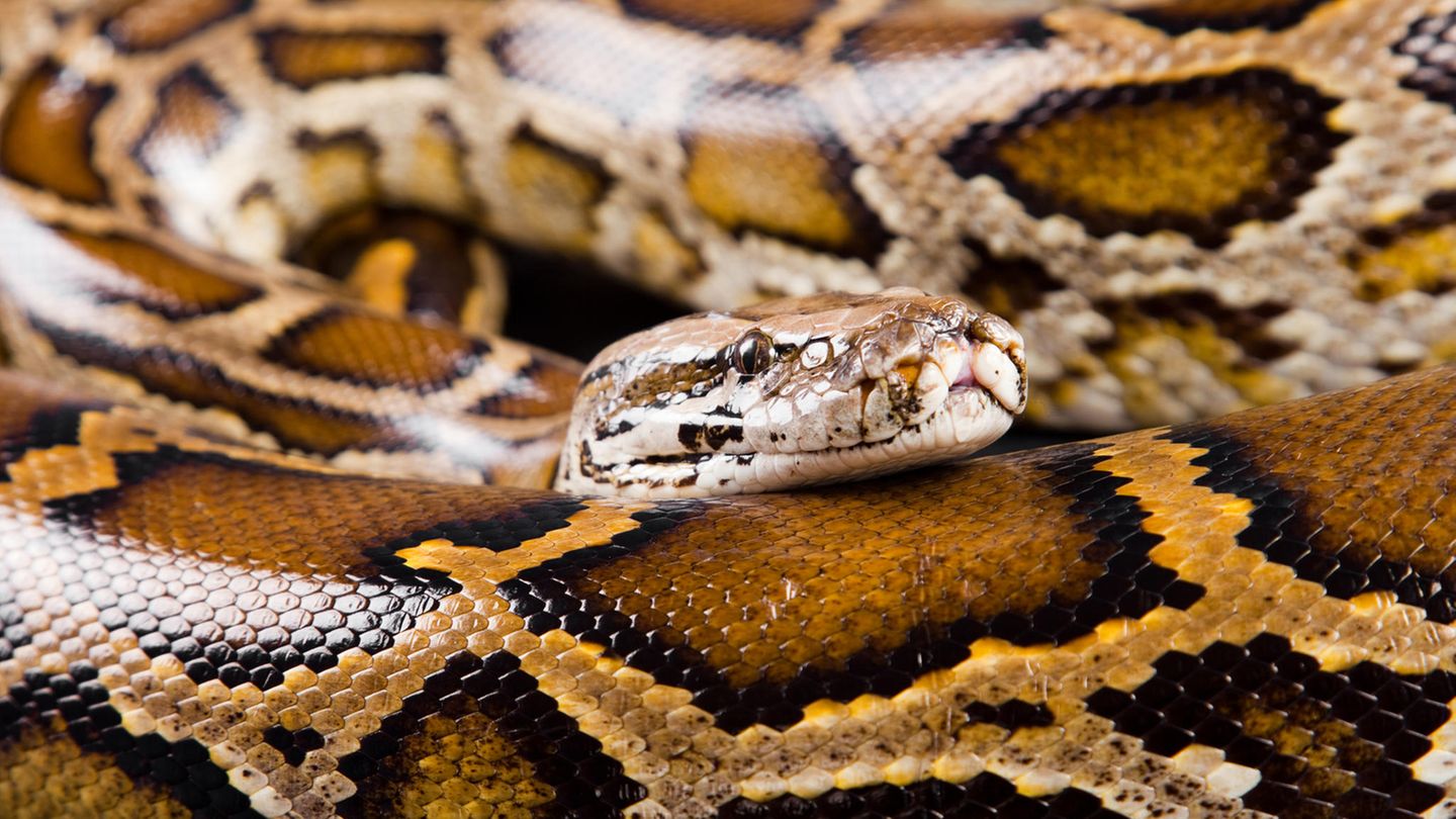 Ein burmesischer Python