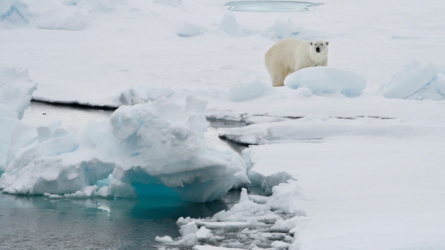 Ein Eisbär hat auf der zu Norwegen gehörenden Inselgruppe Spitzbergen eine Touristin aus Frankreich verletzt und ist daraufhin getötet worden.