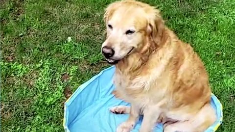 Hund und Besitzerin werden von dreister Mogelpackung überrascht (Video)