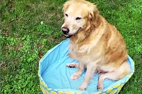 Hund und Besitzerin werden von dreister Mogelpackung überrascht (Video)