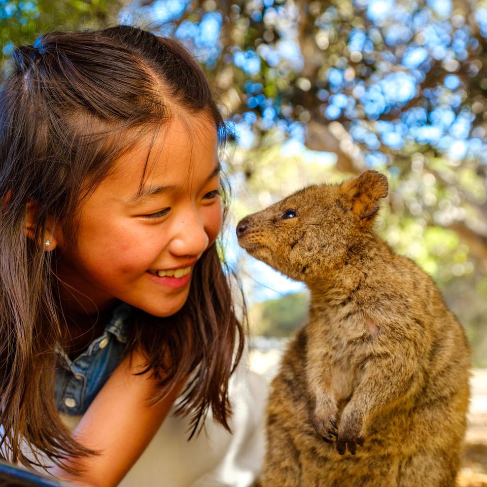 Quokka auf Rottnest Island