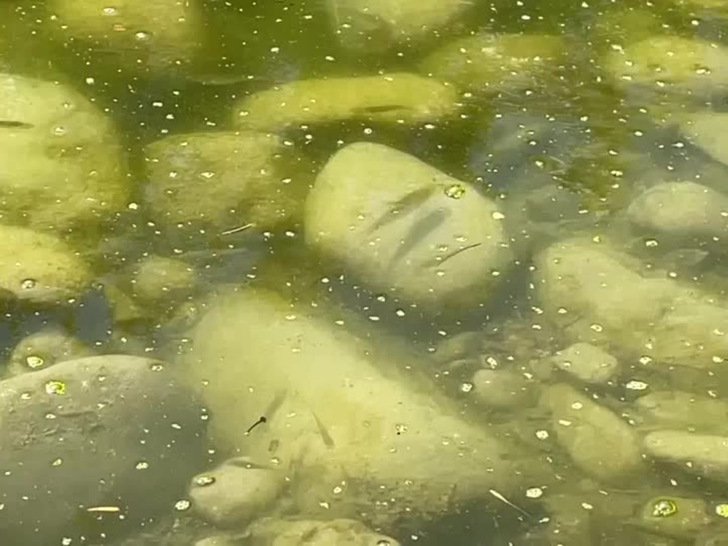 Video: Anhaltende Hitze - Fische leiden unter steigenden Wassertemperaturen  | STERN.de