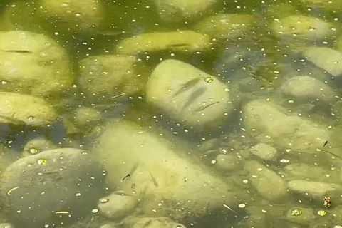 Video: Anhaltende Hitze - Fische leiden unter steigenden Wassertemperaturen