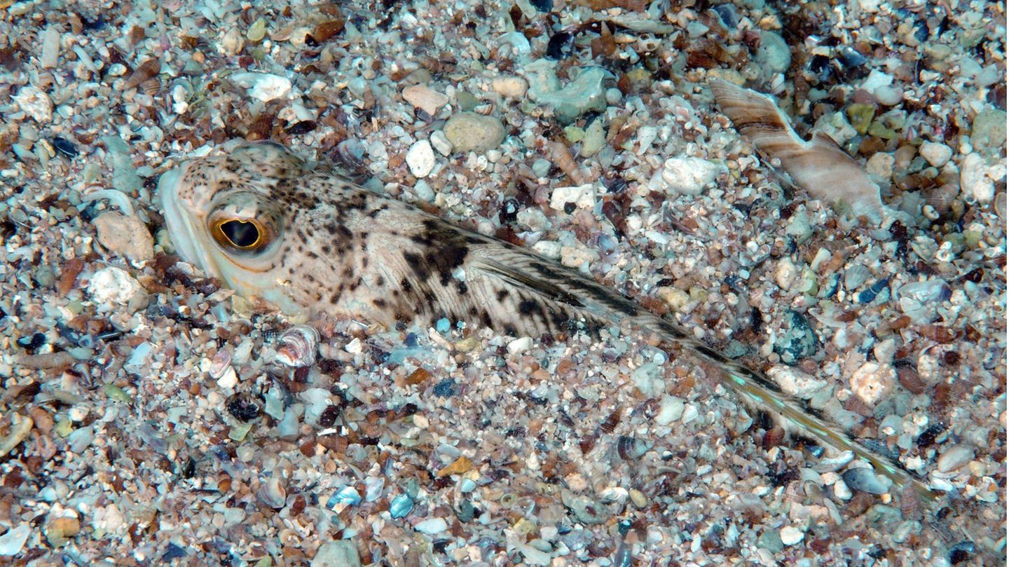 Petermännchen giftige Meerestiere