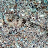 Petermännchen giftige Meerestiere