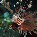 Wer Bekanntschaft mit den Stacheln eines Rotfeuerfischs macht, kann unterschiedliche Symptome entwickeln. Das Gift verursacht Schwellungen und Rötungen – aber auch Übelkeit und Erbrechen. Früher kannte man die farbenprächtigen Fische aus dem Ägyptenurlaub. Inzwischen sind die Tiere – vermutlich durch den Suezkanal – auch ins südliche Mittelmeer eingewandert.