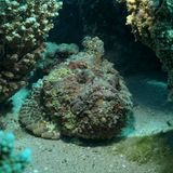 Steinfisch giftige Meerestiere