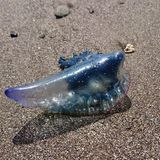 Portugiesische Galeere gefährliche Meerestiere