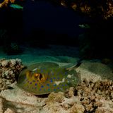 Stachelrochen gefährliche Meerestiere