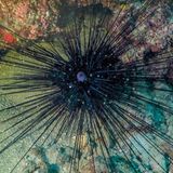 Seeigel gefährliche Meerestiere