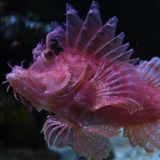 Drachenkopf giftige Meerestiere