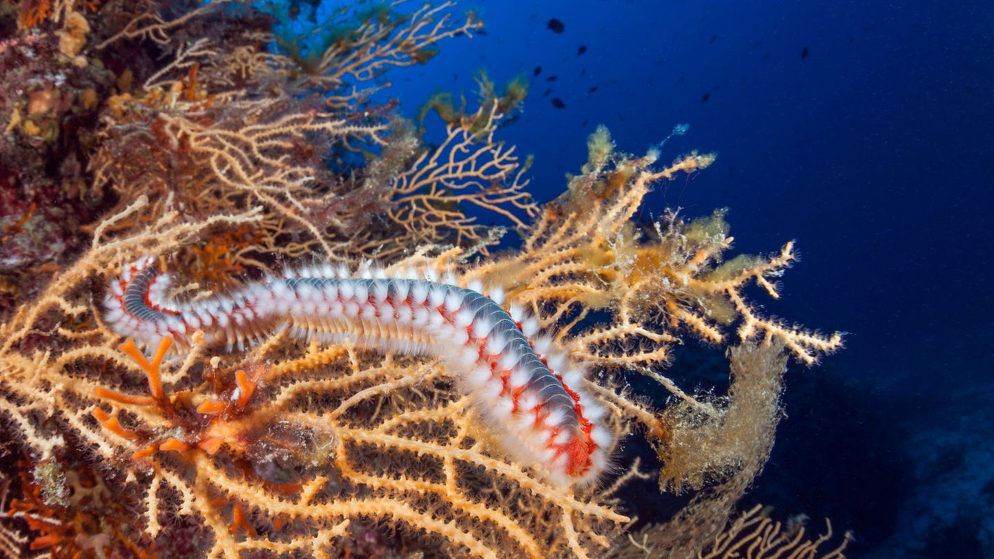 Von der Ostsee bis in die Tropen: Bei diesem farbenprächtigen Tier gilt: Nur beobachten, nicht anfassen. Berührungen mit den Borsten des Feuerwurms verursachen brennende Schmerzen, Hautrötungen und Schwellungen. Es ist kaum möglich, die Borsten aus der Haut zu ziehen. Deshalb besser desinfizieren und zum Arzt gehen. Dieser Feuerwurm wurde im Mittelmeer vor Kroatien fotografiert. Bei diesem farbenprächtigen Tier gilt: Nur beobachten, nicht anfassen. Berührungen mit den Borsten des Feuerwurms verursachen brennende Schmerzen, Hautrötungen und Schwellungen. Es ist kaum möglich, die Borsten aus der Haut zu ziehen. Deshalb besser desinfizieren und zum Arzt gehen. Dieser Feuerwurm wurde im Mittelmeer vor Kroatien fotografiert.