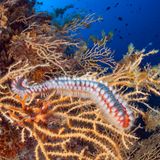 Bei diesem farbenprächtigen Tier gilt: Nur beobachten, nicht anfassen. Berührungen mit den Borsten des Feuerwurms verursachen brennende Schmerzen, Hautrötungen und Schwellungen. Es ist kaum möglich, die Borsten aus der Haut zu ziehen. Deshalb besser desinfizieren und zum Arzt gehen. Dieser Feuerwurm wurde im Mittelmeer vor Kroatien fotografiert.