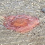 Feuerqualle giftige Meerestiere