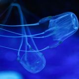 Würfelqualle giftige Meerestiere