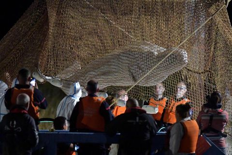 Paris: Belugawal aus der Seine gerettet