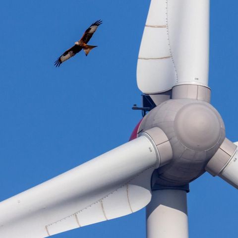 Auf Beuteschau: Ein Rotmilan kreist auf Höhe der Rotorblätter. Sind sie eine Gefahr für den Vogel?