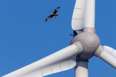 Auf Beuteschau: Ein Rotmilan kreist auf Höhe der Rotorblätter. Sind sie eine Gefahr für den Vogel?