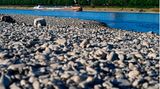 Rhein trocken - Binnenschifffahrt