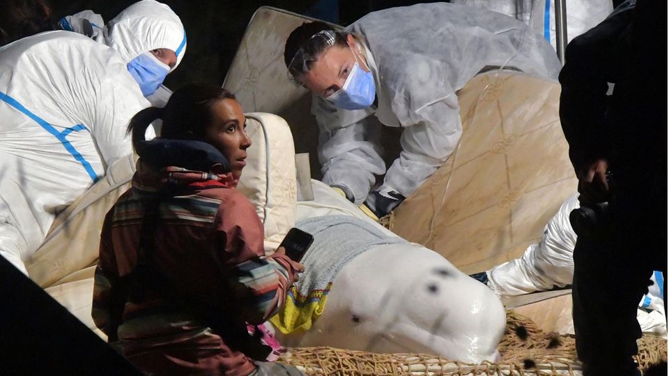 Frankreich: Belugawal aus der Seine gerettet Frankreich: Belugawal aus der Seine gerettet