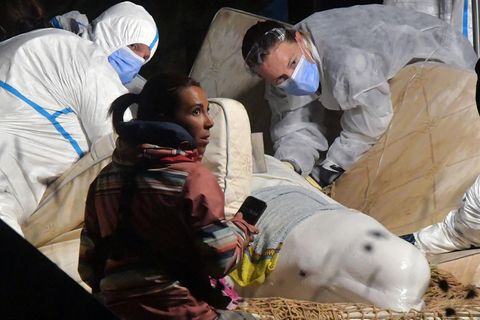 Frankreich: Belugawal aus der Seine gerettet