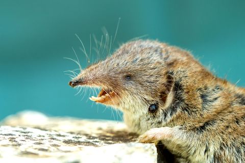 Bild einer Spitzmaus