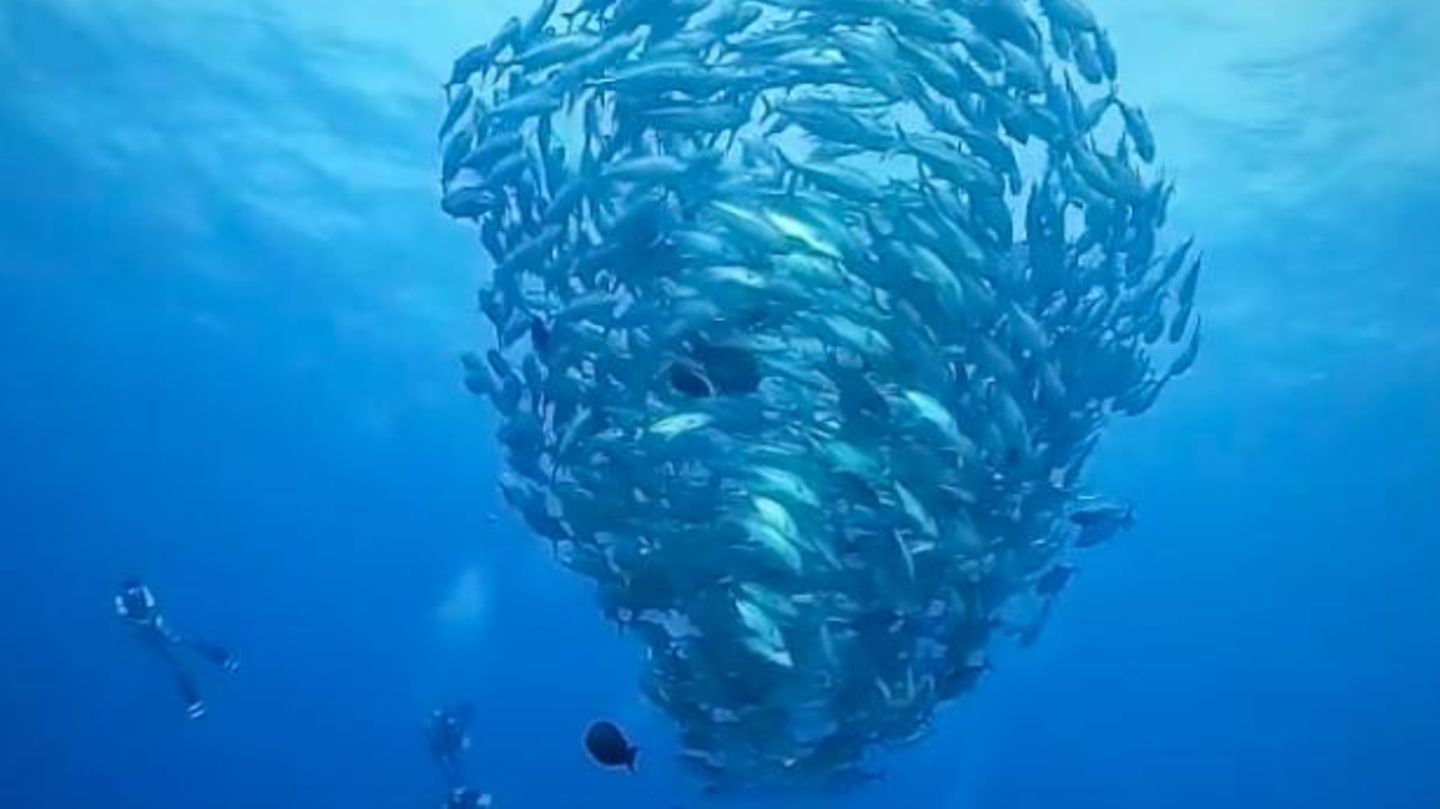 Fish “tornado” goes viral: users amazed by the unusual pattern