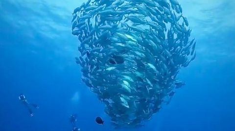 Fisch-"Tornado" geht viral: Nutzer sind verblüfft von diesem ungewöhnlichen Fischmuster