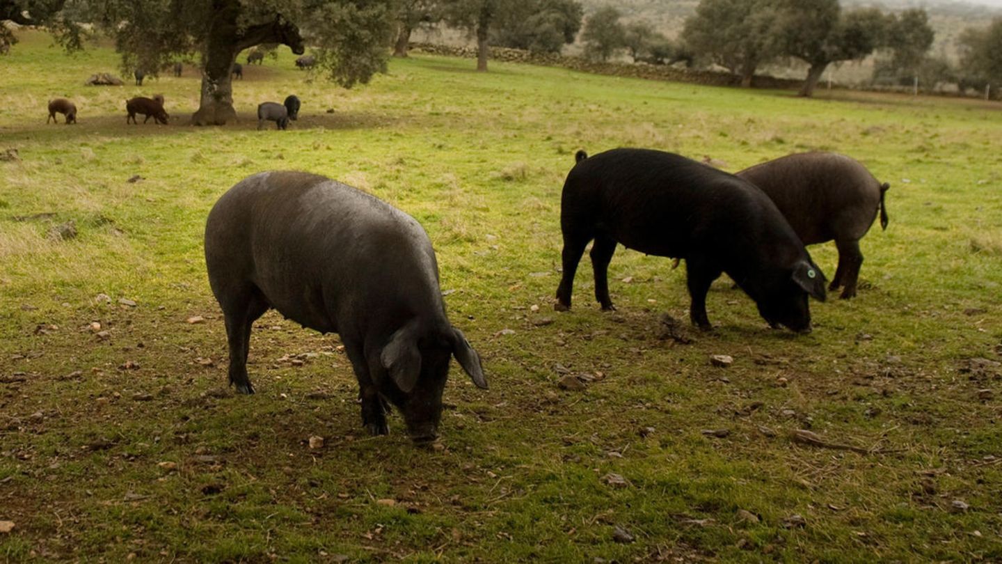 Ein paar Ibérico-Schwein stehen auf einer Wiese in Spanien