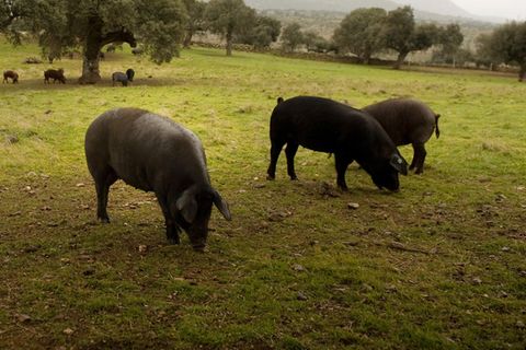 Ein paar Ibérico-Schwein stehen auf einer Wiese in Spanien