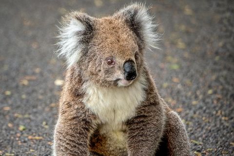 Koalabär: Frau wird plötzlich von wildem Tier in Australien angegriffen